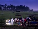 Farm Nativity 2017