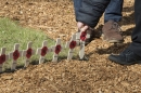 Blessing service for the new Hatfield House Field of Remembrance